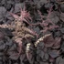 Astilbe 'Chocolate Shogun' – Tollbuga