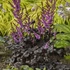 Astilbe 'Dark Side of the Moon' – Kerti tollbuga