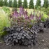 Astilbe 'Dark Side of the Moon' – Kerti tollbuga