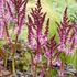 Astilbe 'Dark Side of the Moon' – Kerti tollbuga