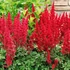 Astilbe 'Fanal' - Kerti tollbuga