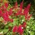 Astilbe 'Fanal' - Kerti tollbuga