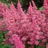 Astilbe japonica 'Bonn' – Japán tollbuga