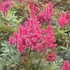 Astilbe japonica 'Bonn' – Japán tollbuga