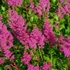 Astilbe japonica 'Bonn' – Japán tollbuga