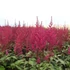 Astilbe japonica 'Elisabeth von Veen' – Japán tollbuga