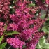 Astilbe japonica 'Elisabeth von Veen' – Japán tollbuga