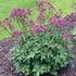 Astrantia major 'Burgundy Manor' – Nagy völgycsillag