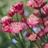 Astrantia 'Moulin Rouge' – Völgycsillag