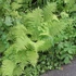 Athyrium filix-femina - Hölgypáfrány