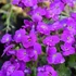 Aubrieta hybrida 'Axcent Deep Purple' – Kerti pázsitviola