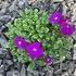 Aubrieta 'Audrey Purple Shades' – Pázsitviola