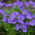 Aubrieta 'Audrey Sky Blue' – Pázsitviola