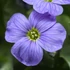 Aubrieta 'Audrey Sky Blue' – Pázsitviola