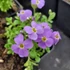 Aubrieta 'Audrey Sky Blue' – Pázsitviola