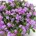 Aubrieta 'Audrey Sky Blue' – Pázsitviola