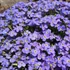 Aubrieta 'Axcent Light Blue' - Pázsitviola