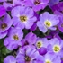 Aubrieta 'Axcent Light Blue' - Pázsitviola