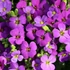 Aubrieta 'Hamburger Stadtpark' - Kerti pázsitviola