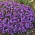 Aubrieta 'Hamburger Stadtpark' - Kerti pázsitviola
