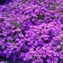 Aubrieta 'Hamburger Stadtpark' - Kerti pázsitviola