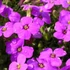 Aubrieta 'Hamburger Stadtpark' - Kerti pázsitviola