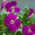 Aubrieta hybrida 'Axcent Lilac' – Kerti pázsitviola