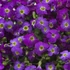 Aubrieta hybrida 'Axcent Violet with Eye' - Kerti pázsitviola