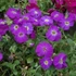Aubrieta hybrida 'Axcent Violet with Eye' - Kerti pázsitviola