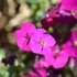 Aubrieta 'Regado Red' – Kerti pázsitviola
