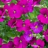 Aubrieta 'Regado Red' – Kerti pázsitviola