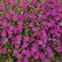 Aubrieta 'Regado Red' – Kerti pázsitviola