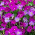 Aubrieta 'Regado Red' – Kerti pázsitviola