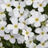 Aubrieta 'Regado White' – Kerti pázsitviola