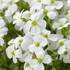 Aubrieta 'Regado White' – Kerti pázsitviola