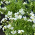 Aubrieta 'Regado White' – Kerti pázsitviola