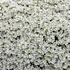 Aubrieta 'Regado White' – Kerti pázsitviola