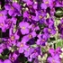 Aubrieta 'Silberrand' – Pázsitviola