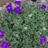 Aubrieta 'Silberrand' – Pázsitviola