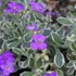 Aubrieta 'Silberrand' – Pázsitviola