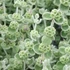 Ballota pseudodictamus – Peszterce