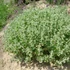 Ballota pseudodictamus – Peszterce
