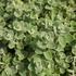 Ballota pseudodictamus – Peszterce