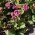 Bergenia 'Abendglut' – Bőrlevél