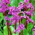Bergenia 'Abendglut' – Bőrlevél
