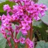 Bergenia 'Abendglut' – Bőrlevél