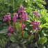 Bergenia 'Abendglut' – Bőrlevél