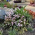 Bergenia Dragonfly 'Angel Kiss' - Bőrlevél