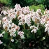 Bergenia Dragonfly 'Angel Kiss' - Bőrlevél