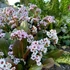 Bergenia Dragonfly 'Angel Kiss' - Bőrlevél